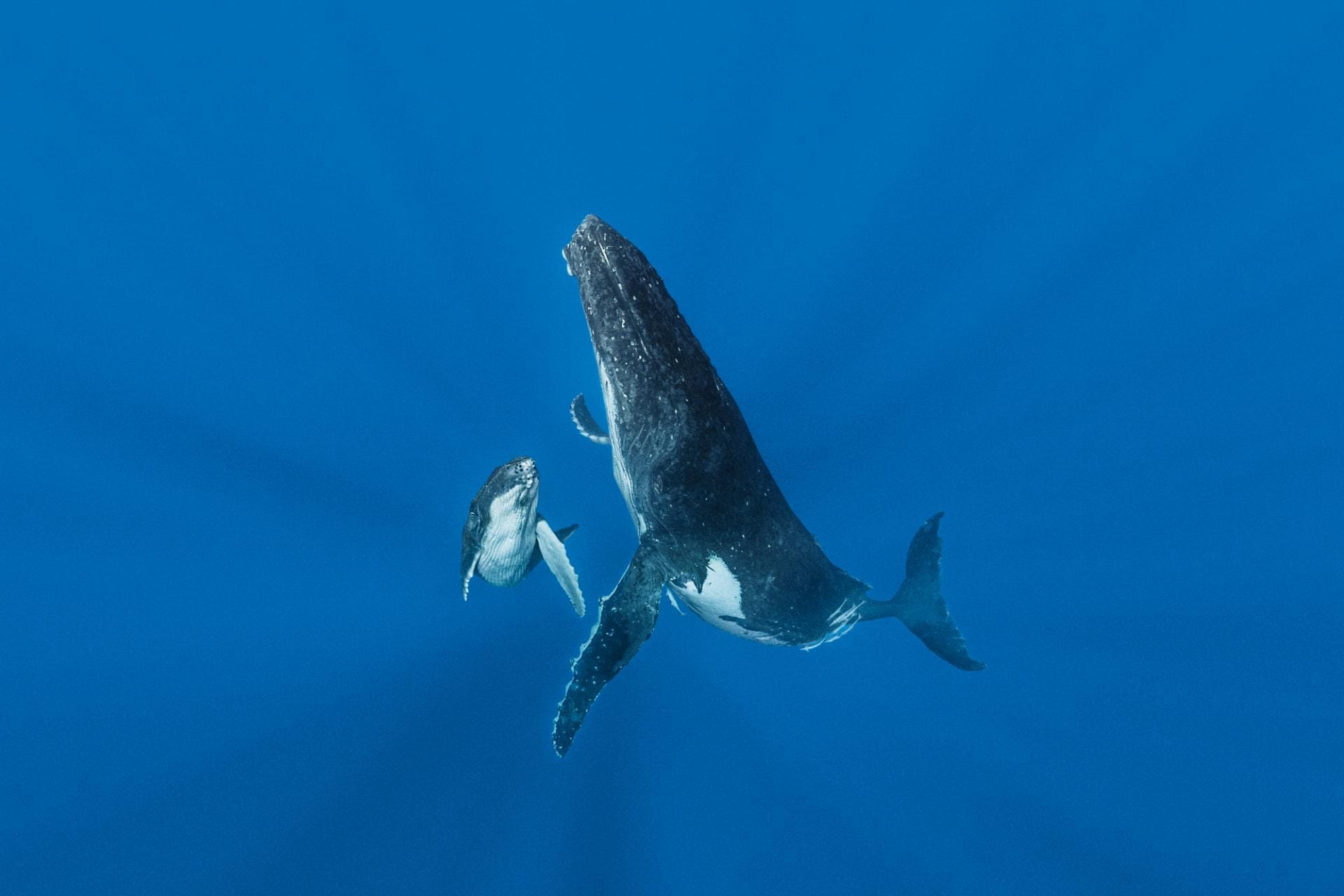 Sunlit mother and calf humpbacks on the rise
Vava’u, Tonga, August 2015
© Hussain Aga Khan / Focused on Nature