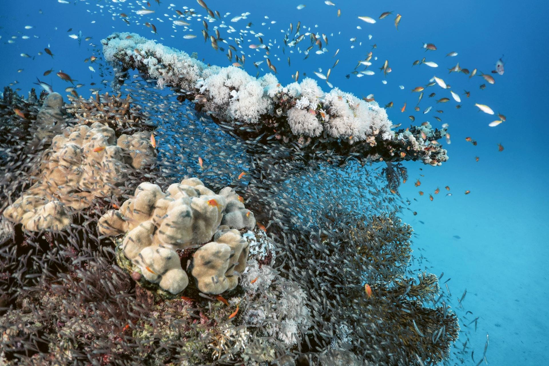 “Glass fish, lost and found” in Marsa Mubarak
Egypt, December 2020
© Hussain Aga Khan / Focused on Nature